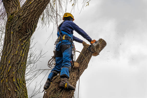 Best Emergency Tree Removal  in Willow Grove, TX