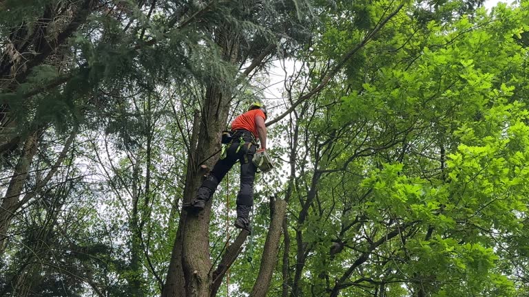 Willow Grove, TX  Tree Services Company